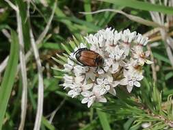 Image de Strigoderma sulcipennis Burmeister 1844