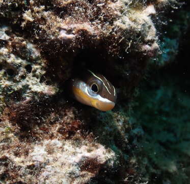 Image of Biting Blenny