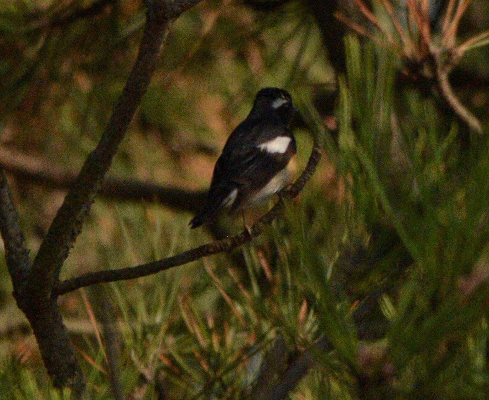 Image of Mugimaki Flycatcher