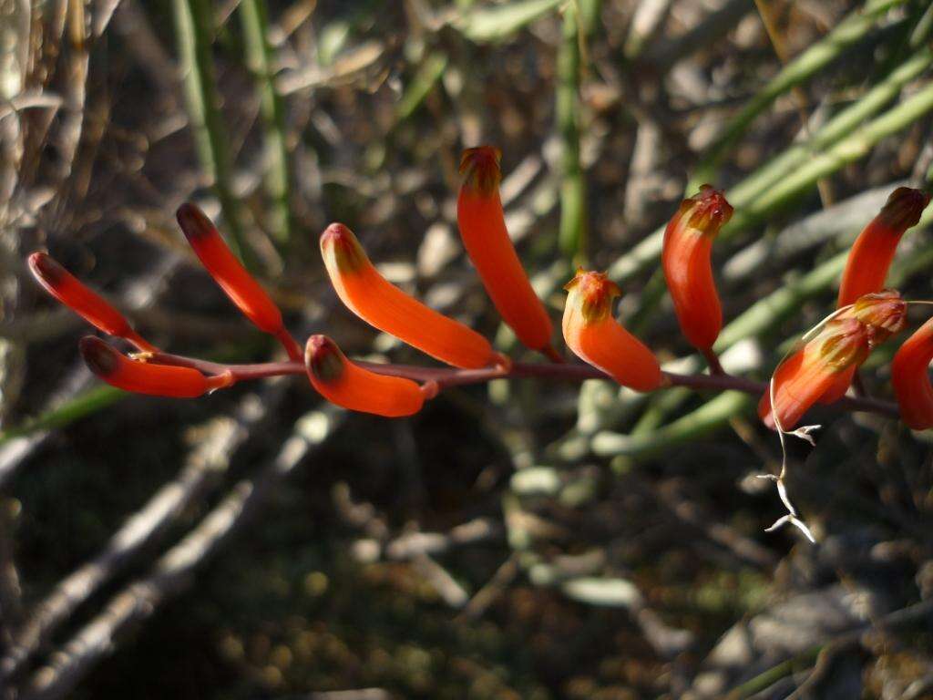 Image of Astroloba rubriflora (L. Bolus) Gideon F. Sm. & J. C. Manning