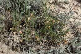 Image of Zygophyllum macropterum C. A. Mey.