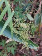 Image of Panicum sarmentosum Roxb.