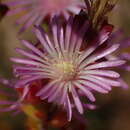 Image of Drosanthemum parvifolium (Haw.) Schwant.