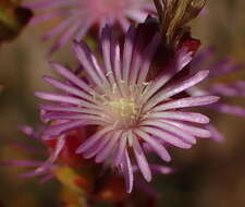 Imagem de Drosanthemum parvifolium (Haw.) Schwant.