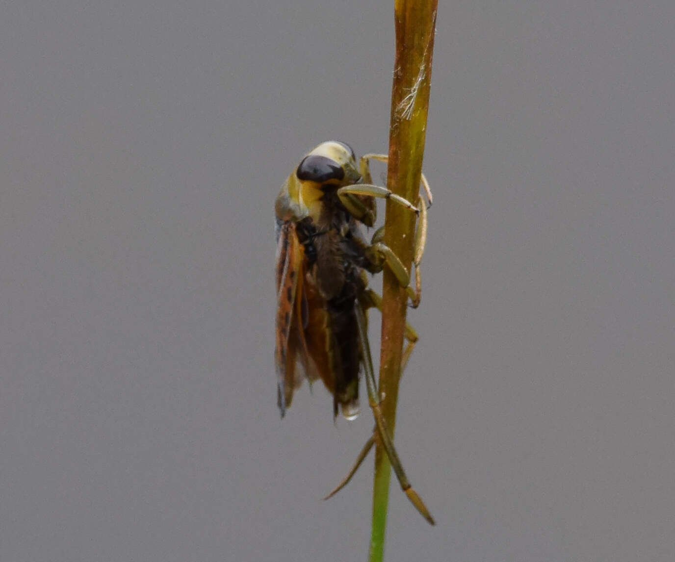 Image of Notonecta maculata Fabricius 1794