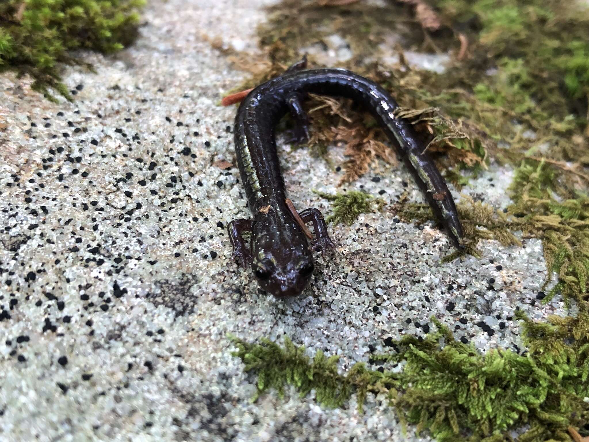 Image of Cheat Mountain salamander