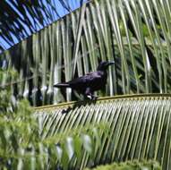 Image of Corvus enca celebensis Stresemann 1936