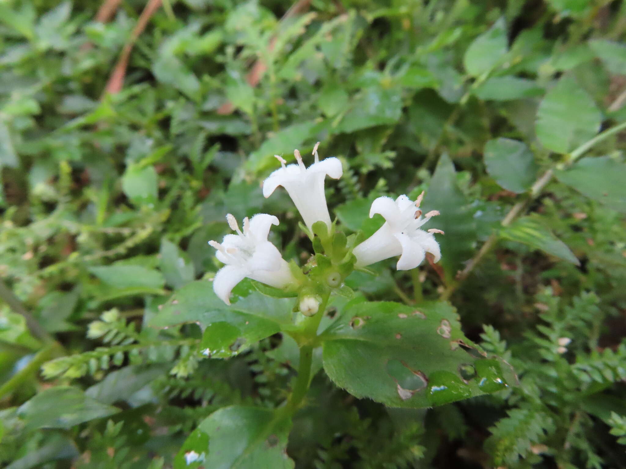 Image of Neanotis formosana (Hayata) W. H. Lewis