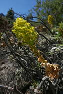 Image of tree aenium