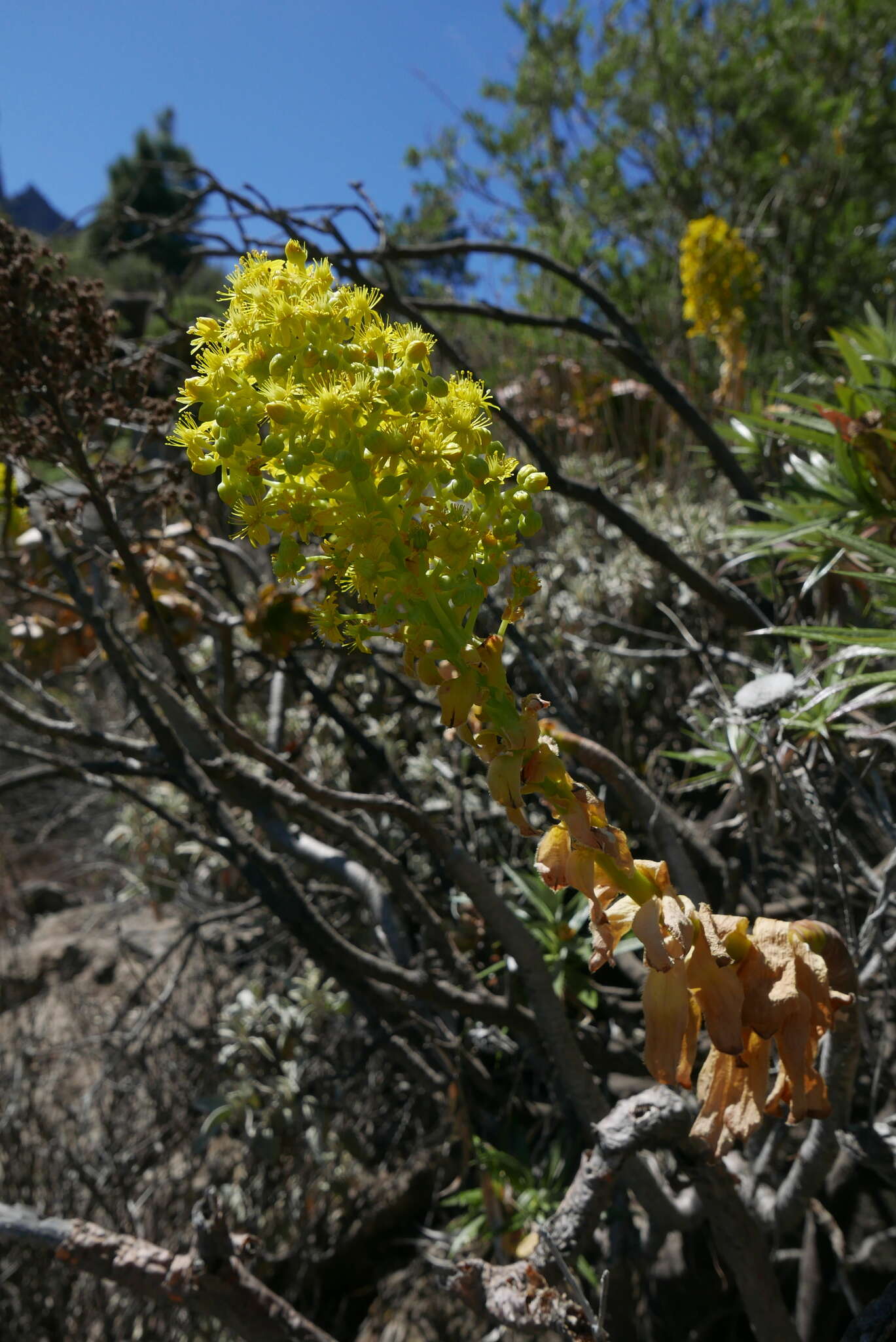 Image of tree aenium