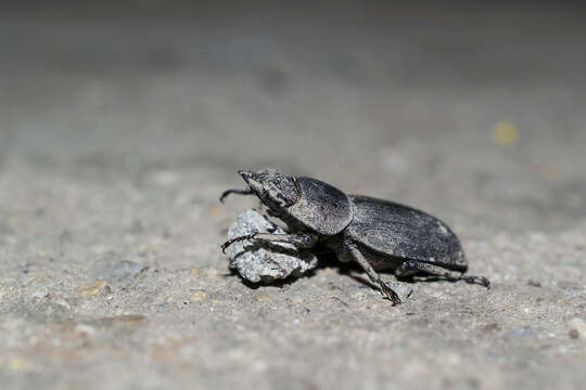 Image of Dorcus parallelipipedus (Linnaeus 1758)