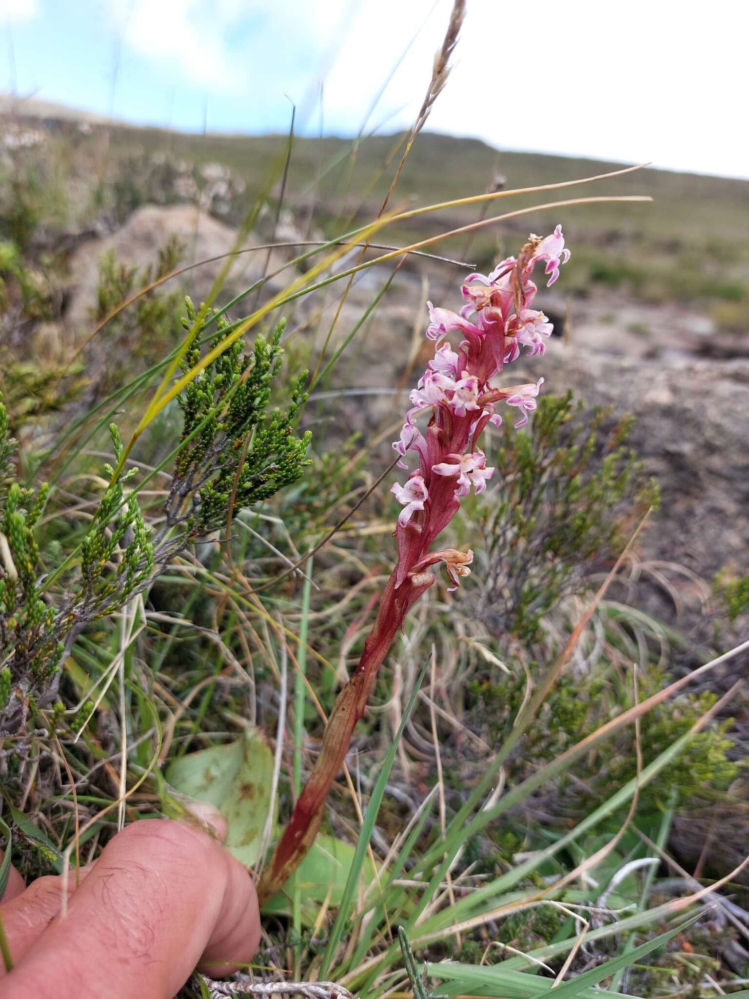 Image de Satyrium neglectum subsp. neglectum