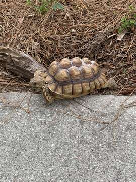 Image of spurred tortoise