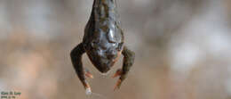 Image of Dybowski's frog