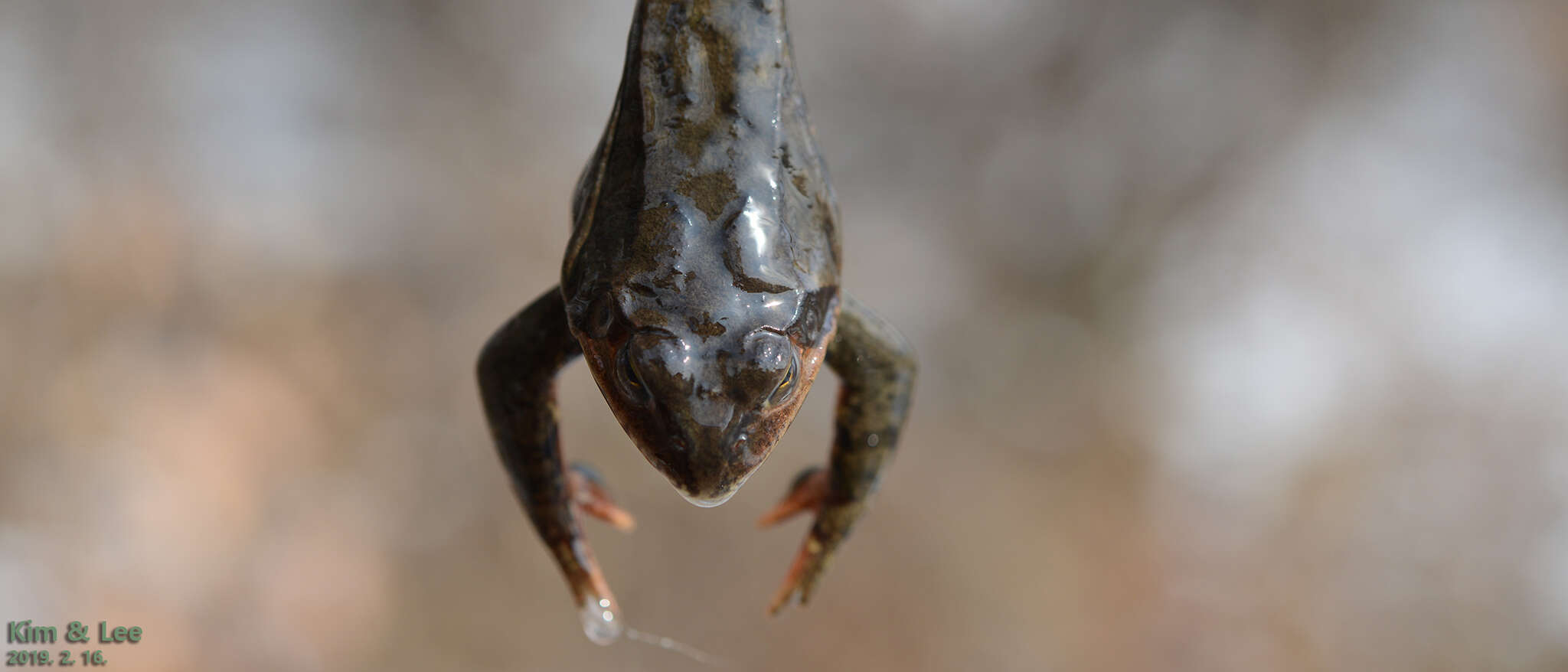 Image of Dybowski's frog