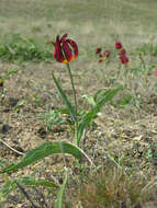 Image of Tulipa suaveolens Roth