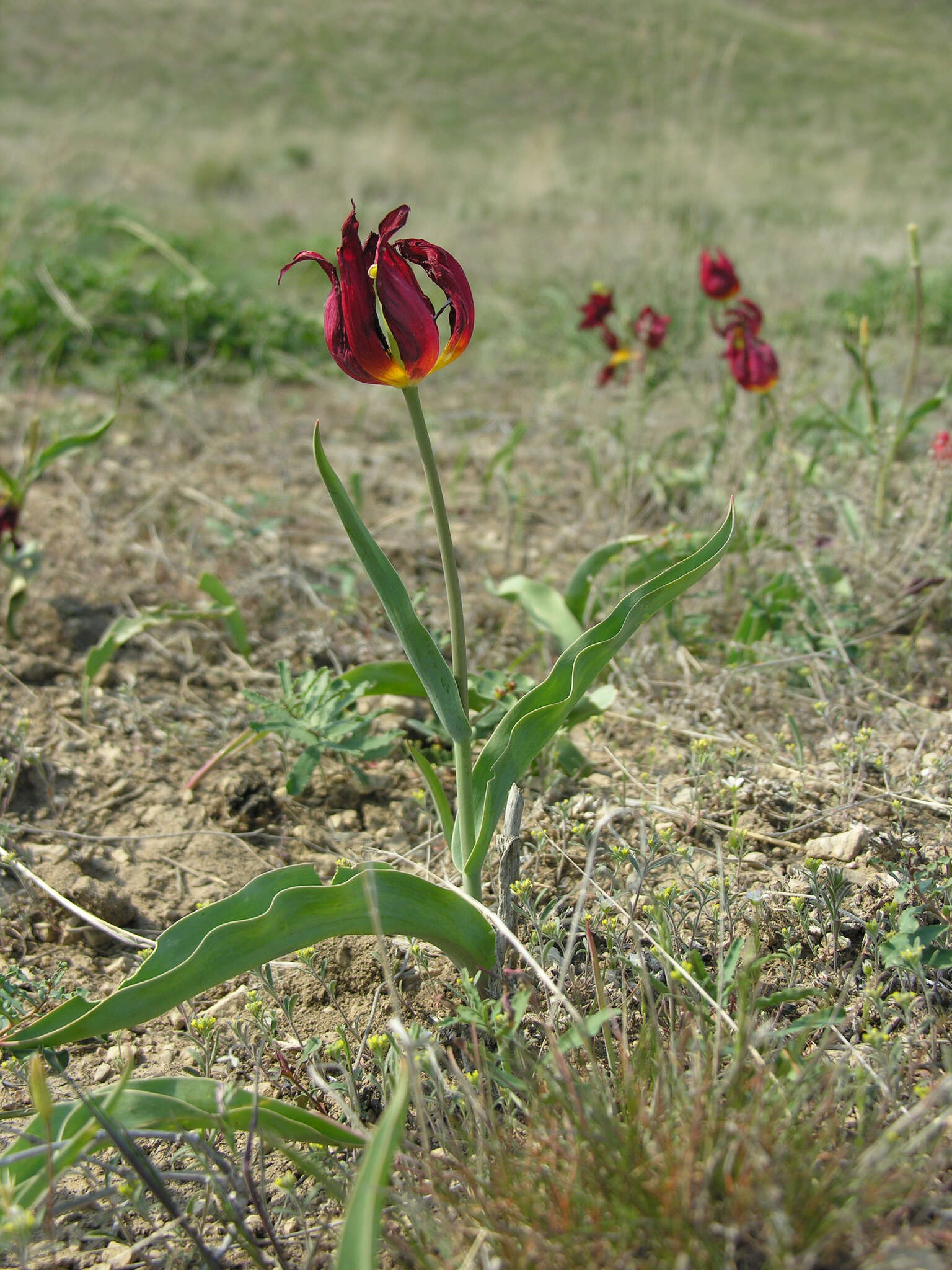 Image of Tulipa suaveolens Roth