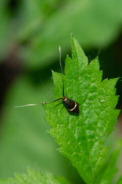 Image of Adela australis Herrich-Schäffer 1855