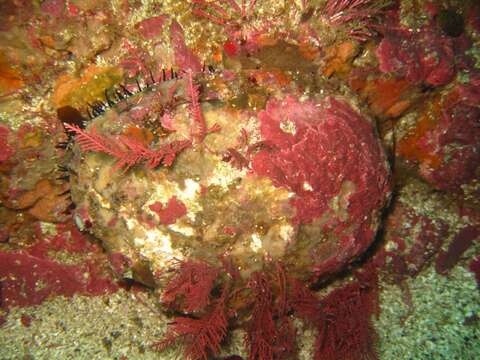 Image of pink abalone