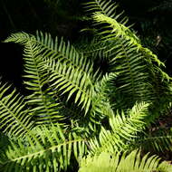 Image of Fishbone water-fern