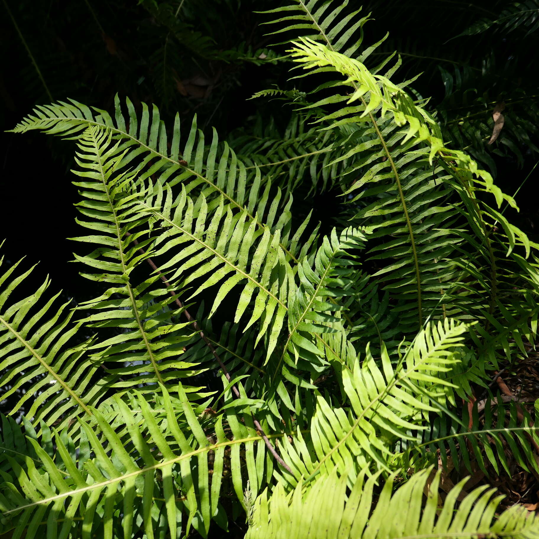 Image of Fishbone water-fern