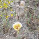 Image of Weed's mariposa lily