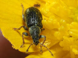 Image of Green Nettle Weevil