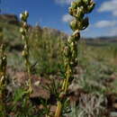 Artemisia pubescens var. monostachya (Bunge ex Maxim.) Y. R. Ling resmi