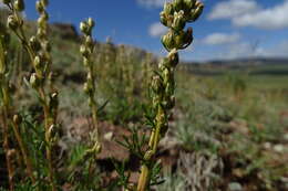 Image de Artemisia pubescens var. monostachya (Bunge ex Maxim.) Y. R. Ling