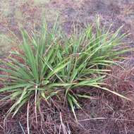 Image of Texas yucca