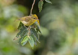 Sivun Phylloscopus nigrorum (Moseley 1891) kuva