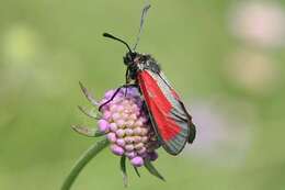 Plancia ëd Zygaena purpuralis Brünnich 1763