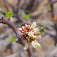 Image of Jatropha oaxacana J. Jiménez Ram. & R. Torres