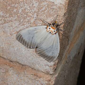 Image of Neochera dominia Walker 1854