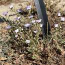 Image of bird's-eye gilia