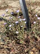 Image of bird's-eye gilia