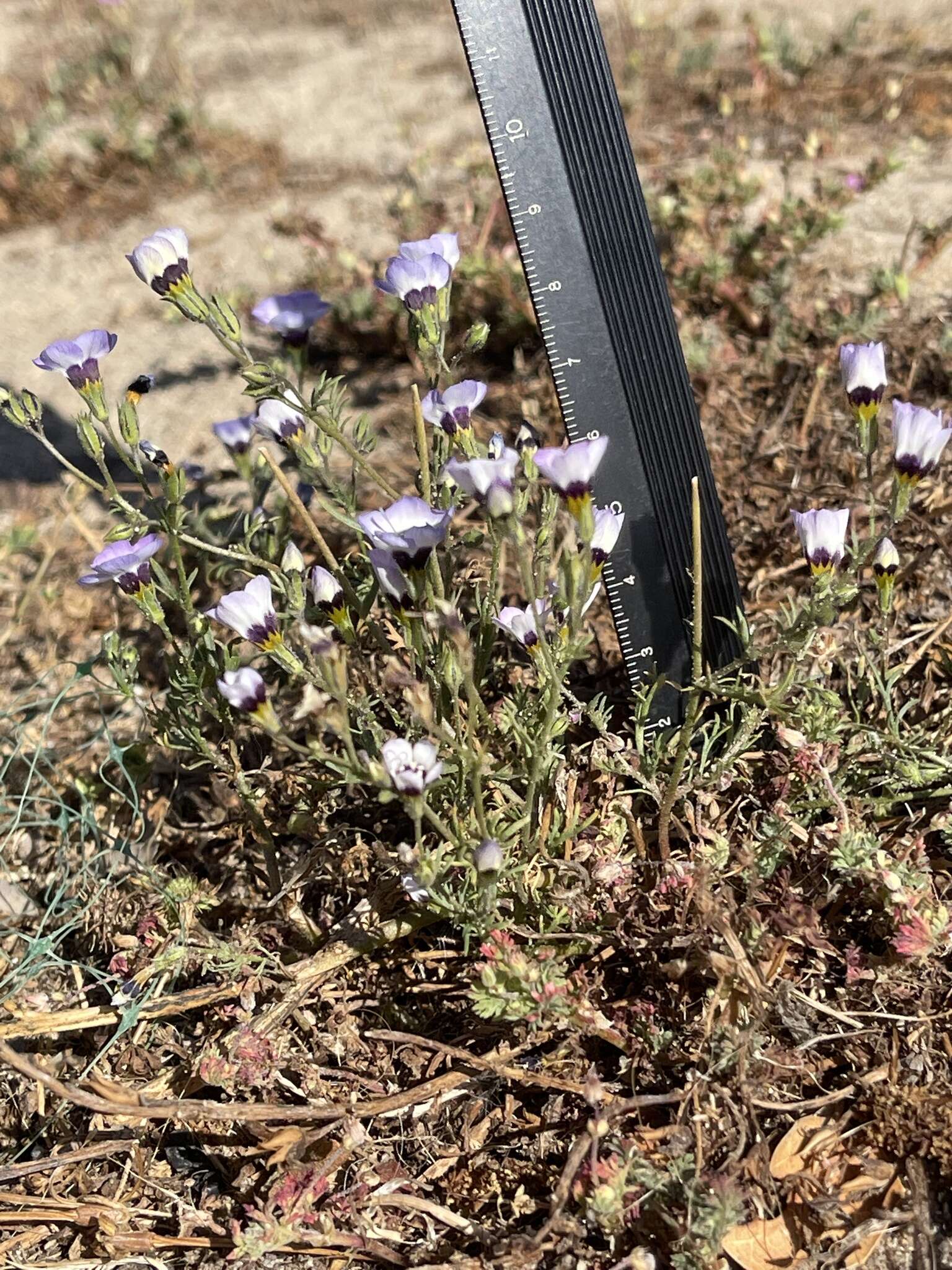 Image of bird's-eye gilia