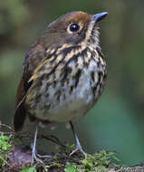 Image of Ochre-fronted Antpitta