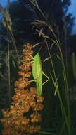 Sivun Tettigonia caudata caudata (Charpentier 1845) kuva