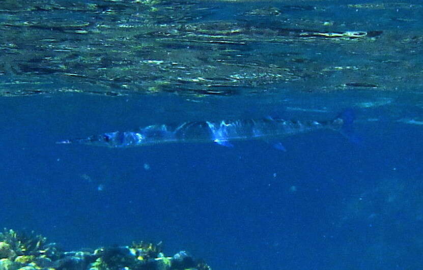 Image of Hound Needlefish