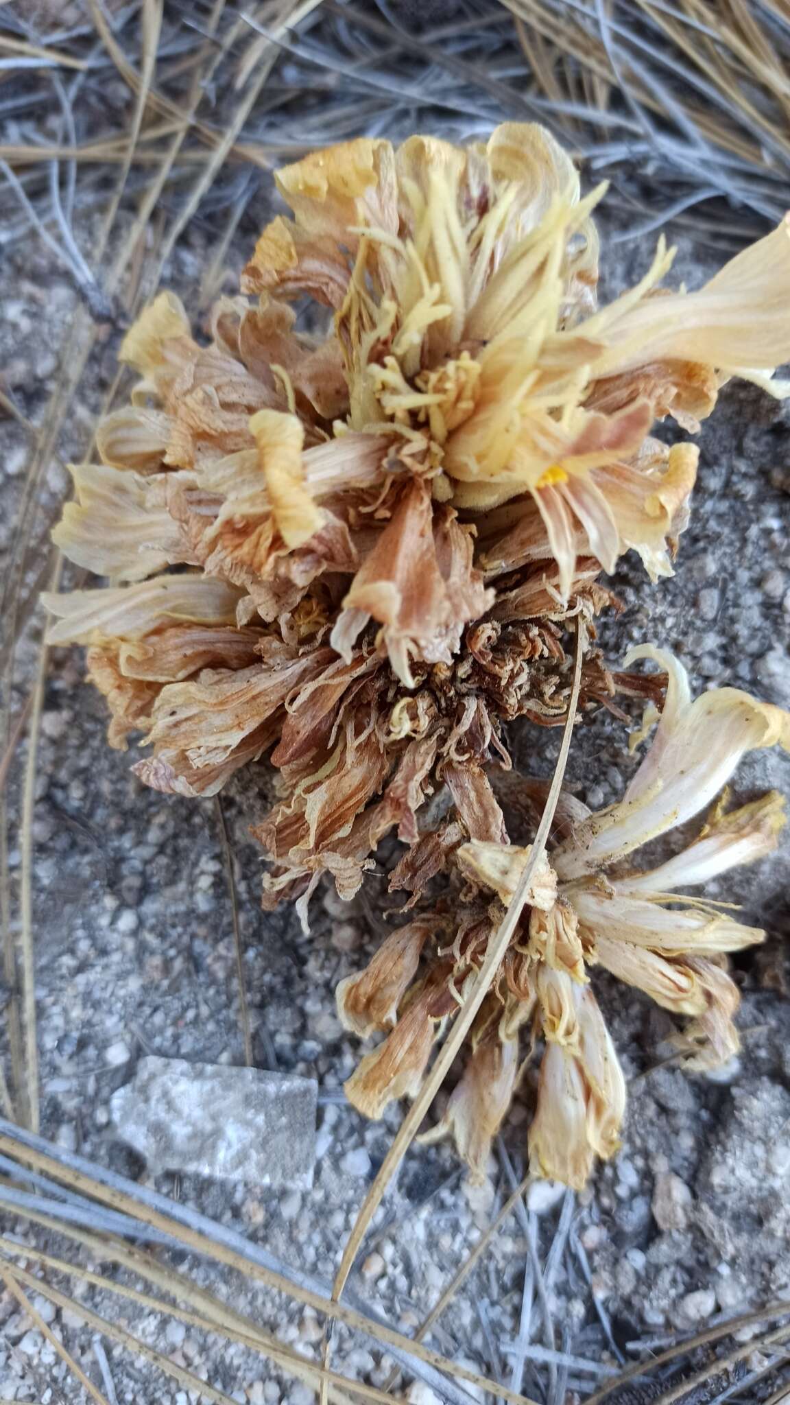 Image of California broomrape