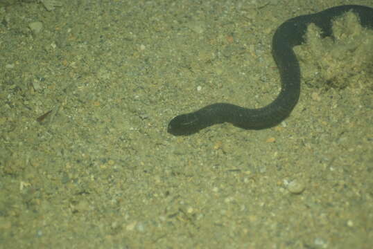 Image of Egg-eating Sea Snake