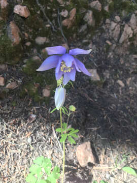 Imagem de Aquilegia coerulea var. daileyae Eastw.