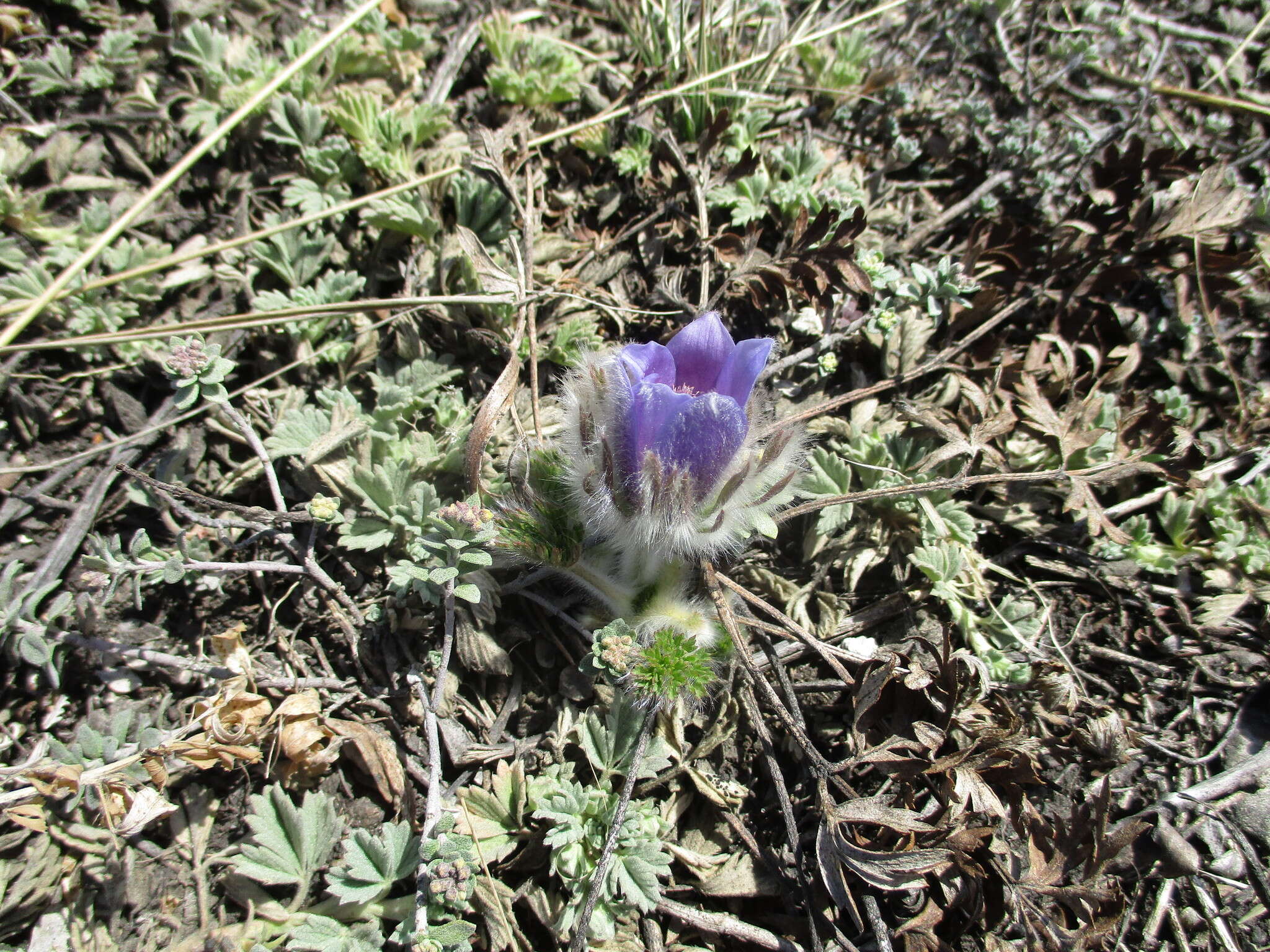 Imagem de Pulsatilla turczaninovii Krylov & Serg.