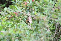 Image of Black-and-orange Flycatcher