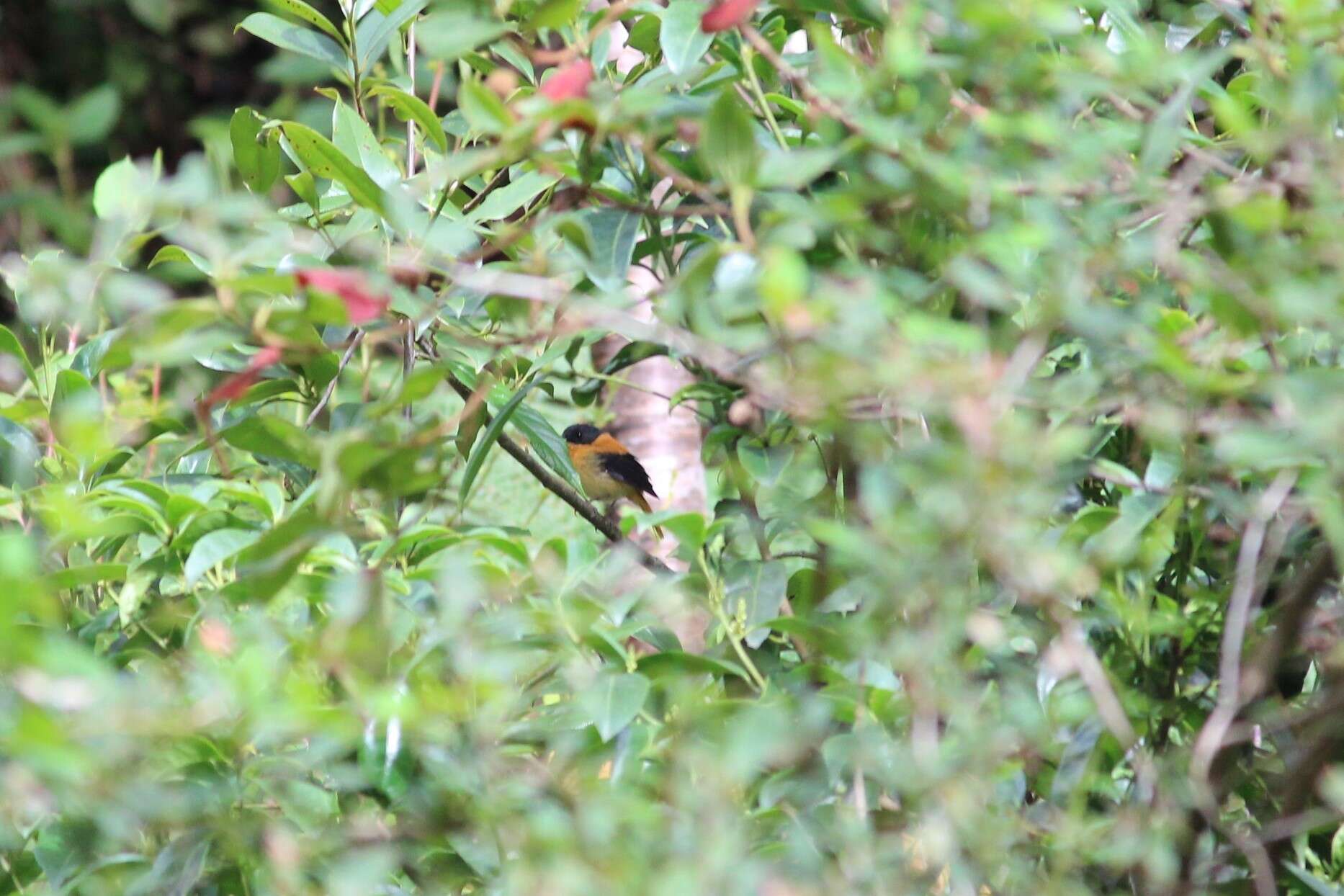 Image of Black-and-orange Flycatcher