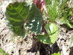 Image of Petasites paradoxus (Retz.) Baumg.