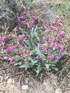 Image of Lone Pine beardtongue