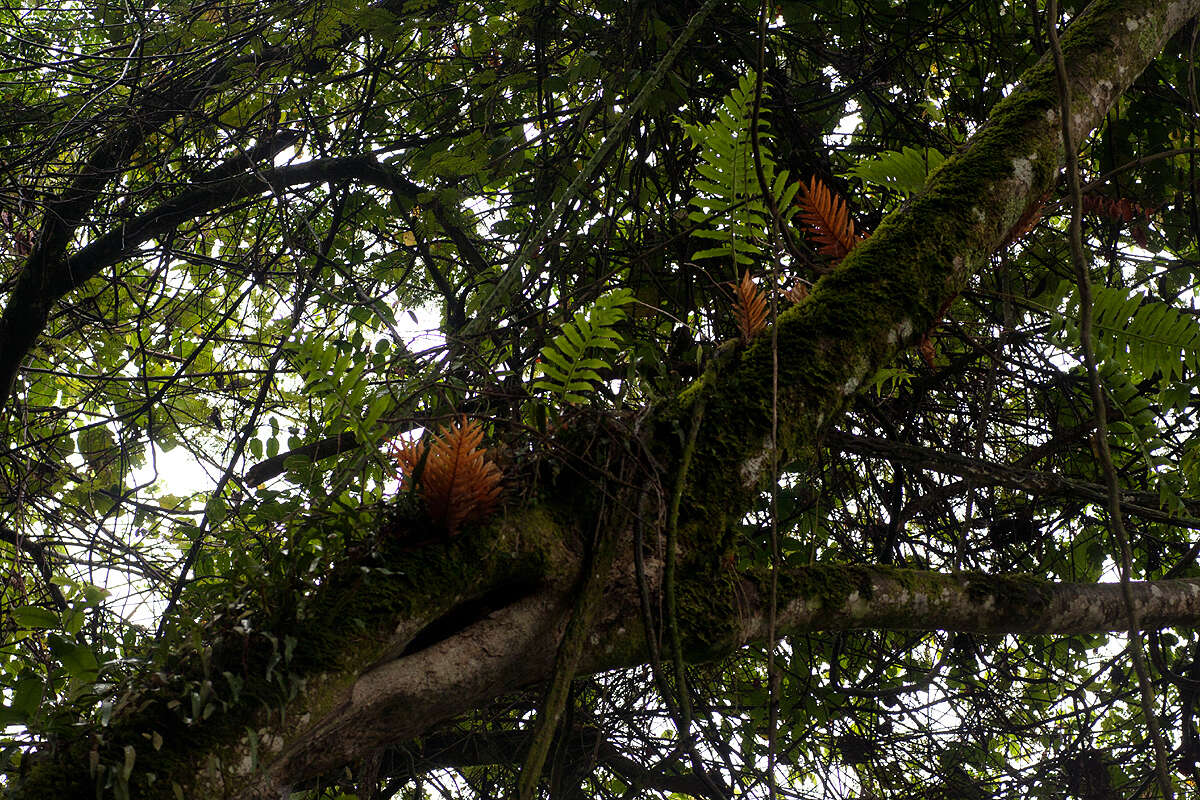 Imagem de Aglaomorpha volkensii (Hieron.) Hovenkamp & S. Linds.