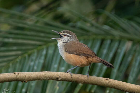 Image of Isthmian Wren